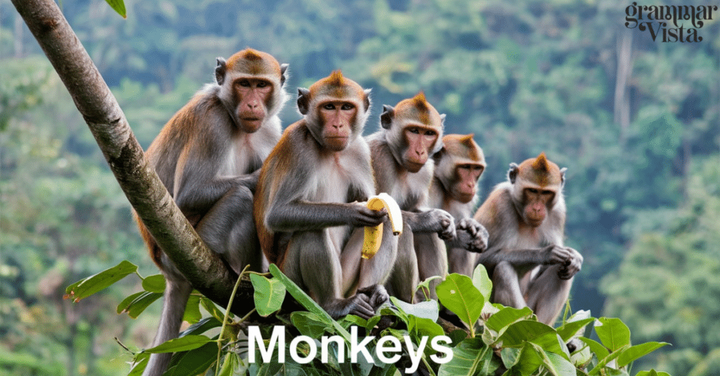 Monkeys