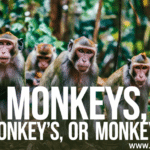 monkey's, monkeys', and monkeys?