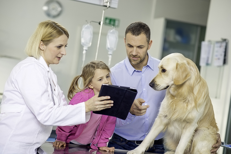 The Importance Of Client Education At Animal Hospitals