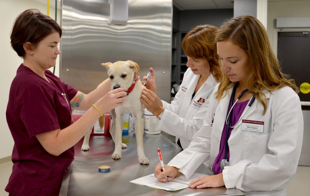 How General Veterinarians Support Emergency And Preventive Care