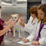 How General Veterinarians Support Emergency And Preventive Care