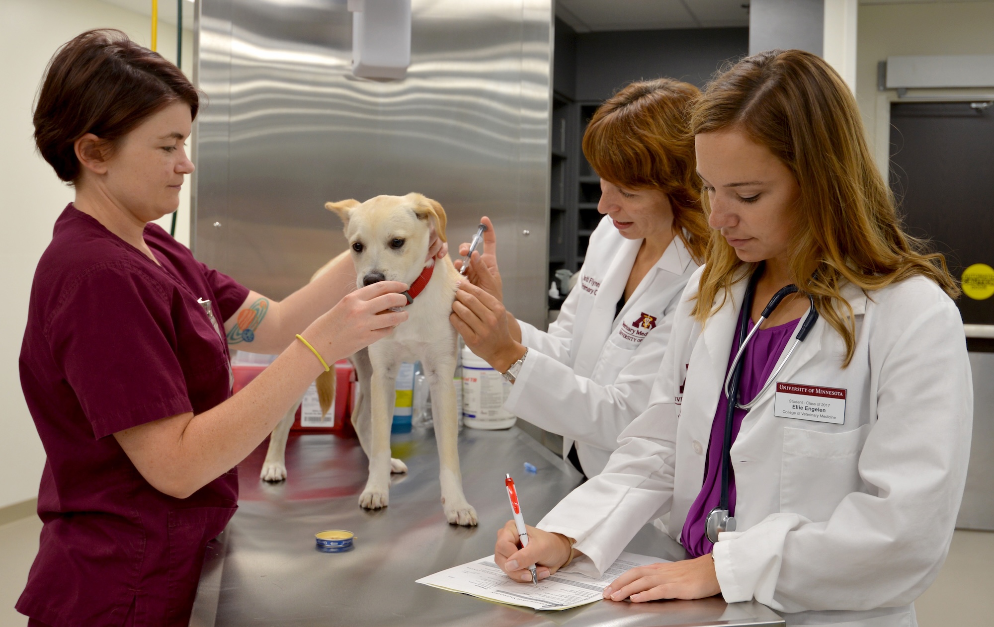 How General Veterinarians Support Emergency And Preventive Care