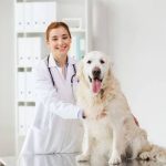 4 Common Services Offered At A General Veterinary Clinic