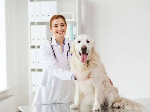 4 Common Services Offered At A General Veterinary Clinic