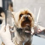 Grooming And Hygiene Services At Comprehensive Animal Care Centers