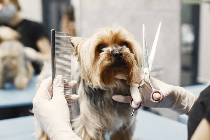 Grooming And Hygiene Services At Comprehensive Animal Care Centers