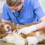 How Animal Hospitals Provide Compassionate End Of Life Care For Your Pet
