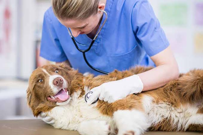 How Animal Hospitals Provide Compassionate End Of Life Care For Your Pet